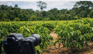 AFB Agro