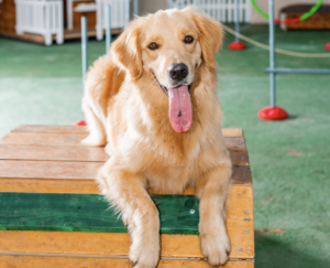 Pátio coberto da Unidade Hauer da Tulipa Dog